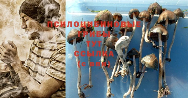 сатива Зерноград